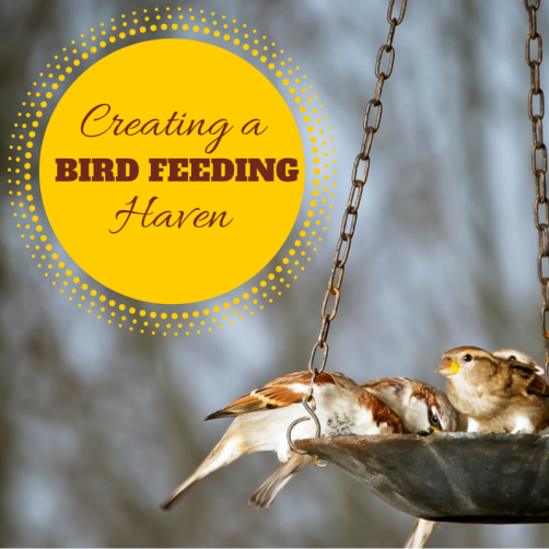 Creating a Bird-Feeding Haven | Green Acorns